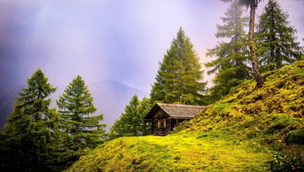 Bäume sind seit jeher mehr als nur ein Stück Natur. Sie sind lebendige Zeitzeugen, majestätische Gestalter der Landschaft – und Träger von Bedeutung und Symbolik. In vielen Kulturen gelten sie als Sitz von Göttern, Geistern oder Seelen Verstorbener. Sie spenden Schutz, erzählen Geschichten und bieten Orientierung – räumlich wie emotional. Besonders der Hausbaum spielt dabei eine herausragende Rolle: Er steht symbolisch für Heimat, Familie, Geborgenheit – und prägt das Gesicht eines Grundstücks über Generationen hinweg. Magie und Mythos – Bäume als spirituelle Begleiter Schon in der Antike wurden Bäume als heilig verehrt. In keltischen und germanischen Traditionen waren Bäume Mittler zwischen Himmel und Erde. Unter ihren Kronen wurden Rituale gefeiert, Opfer gebracht, Weisheit empfangen. Auch in der christlichen Überlieferung spielen Bäume eine Rolle – nicht selten wird von Erscheinungen der Heiligen an Bäumen berichtet. Kein Wunder also, dass Wallfahrtsorte häufig dort entstanden, wo ein besonderer Baum wuchs. Auch heute noch pflanzen viele Menschen einen Baum zu besonderen Lebensereignissen – zur Geburt, zur Hochzeit, zur Erinnerung an einen geliebten Menschen. Das Gedeihen des Baumes wird dabei als Spiegel des menschlichen Schicksals betrachtet. Ob es ein starker Stamm mit großer Krone wird oder ein zarter Baum mit Windschiefen – der Baum erzählt seine eigene Geschichte. Tradition des Hausbaumes Hausbäume haben eine lange Geschichte. Früher glaubte man, sie würden Unheil vom Haus fernhalten. Sie sollten Blitze ablenken, böse Geister vertreiben oder schlichtweg das Gebäude schützen. Bis heute ist der Hausbaum ein beliebtes Symbol für Stabilität, Standfestigkeit und Wachstum. Häufig wurden zur Dachgleiche oder bei der Geburt eines Kindes Bäume gepflanzt – Zeichen von Aufbruch, Freude und Hoffnung. Je nach Region bevorzugte man dabei unterschiedliche Arten: die Linde in Mitteleuropa, die Olive im Mittelmeerraum, die Zeder im Nahen Osten. Heute stehen neben diesen klassischen Arten auch Zierbäume, Obstbäume oder kleinkronige Gehölze hoch im Kurs. Praktische Vorteile von Hausbäumen Ein Haus ohne Baum wirkt oft kahl. Erst durch einen Baum wird ein Grundstück zum Garten. Er schafft Räume, spendet Schatten, schützt vor neugierigen Blicken – und erfüllt ganz nebenbei wichtige ökologische Funktionen: Klimaschutz und Luftreinigung Ein gesunder, großkroniger Laubbaum leistet täglich Erstaunliches: filtert pro Stunde rund 4000 m³ Luft verarbeitet 10 kg CO₂ pro Tag filtert jährlich über 100 kg Feinstaub produziert im Sommer Sauerstoff für bis zu 10 Menschen verdunstet täglich bis zu 400 Liter Wasser an heißen Tagen und kühlt so seine Umgebung merklich ab Lärmschutz und Windbremse Durch sein dichtes Blätterwerk wirkt ein Baum wie ein natürlicher Schallschutz. Er dämpft Verkehrslärm, Straßenlärm oder Nachbarschaftsgeräusche. Zudem fungiert er als Windbremse und schützt so empfindliche Bereiche wie Terrassen, Sitzecken oder Spielplätze. Lebensraum für Tiere Ein Baum ist auch ein Ökosystem: Vögel nisten in seinen Ästen Igel und Insekten überwintern im Laub Marienkäfer und Schwebfliegen vertilgen Schädlinge Bodentiere finden im Laubhumus Schutz vor Frost Ästhetik und Gartengestaltung Hausbäume verleihen einem Grundstück Charakter. Sie begrüßen Besucher, leiten den Blick und strukturieren die Fläche. Doch nicht jeder Baum ist für jeden Ort geeignet. Wichtig sind: Standort (Sonne, Schatten, Bodenbeschaffenheit) Wuchsform (säulenförmig, kugelförmig, ausladend) Jahreszeitlicher Reiz (Blüte, Laubfärbung, Rinde) Pflegeaufwand und Schnittverhalten Ein idealer Hausbaum ist attraktiv im Frühling (Blüte), spendet Schatten im Sommer, begeistert mit Herbstfärbung und bietet im Winter eine schöne Silhouette. Baumarten für verschiedene Grundstücke Für große Grundstücke: Linde (Tilia) – klassischer Dorflindenbaum, duftende Blüten, Bienenweide Walnuss (Juglans regia) – stattlich, essbare Früchte, markante Silhouette Ahorn (Acer platanoides) – prächtige Herbstfärbung, robuster Wuchs Tulpenbaum (Liriodendron tulipifera) – exotisch blühend, hohe Wuchsform Birne, Apfel oder Süßkirsche – Obst und Blütenschmuck in einem Für kleine Gärten: Kugelahorn ‘Globosum’ – kompakt, pflegeleicht, ideal für Reihenhausgärten Kugelrobinie ‘Umbraculifera’ – leichter, lichter Schirm, wenig Schattenwurf Säulen-Zierkirsche ‘Amanogawa’ – schmal, rosa Blüte, ideal für Eingangsbereiche Säulentulpenbaum ‘Fastigiata’ – aufrecht wachsend, imposant Trompetenbaum ‘Nana’ – kleinkronig, dekoratives Laub, keine Blüten Fazit: Ein Baum für die Seele und das Klima Ein Baum ist weit mehr als Gartendekoration – er ist Lebensraum, Klimaschützer, Schattenspender, Symbolträger und ästhetischer Mittelpunkt zugleich. Gerade in Zeiten des Klimawandels und zunehmender Versiegelung unserer Lebensräume ist jeder Baum ein Beitrag zu mehr Lebensqualität. Ob prächtige Linde oder platzsparender Kugelbaum – der richtige Hausbaum begleitet uns über Jahrzehnte, oft ein Leben lang. Wer einen Baum pflanzt, denkt nicht nur an sich, sondern auch an kommende Generationen. Und wie ein altes Sprichwort sagt: „Der beste Zeitpunkt, einen Baum zu pflanzen, war vor 20 Jahren. Der zweitbeste ist heute.“